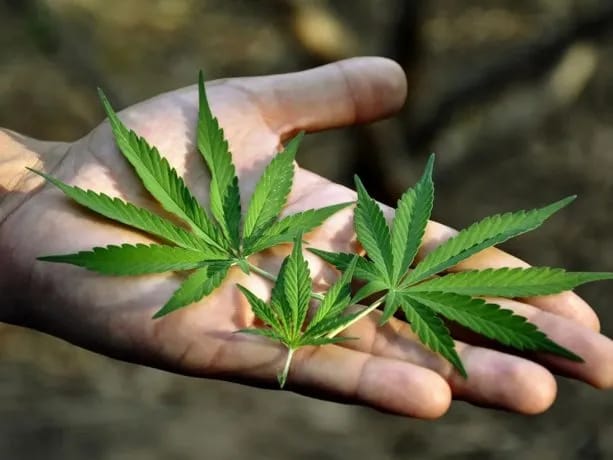 Cannabielsoxa: Nieuwe Hoop uit de Cannabisplant bij moeilijk te behandelen Kankers