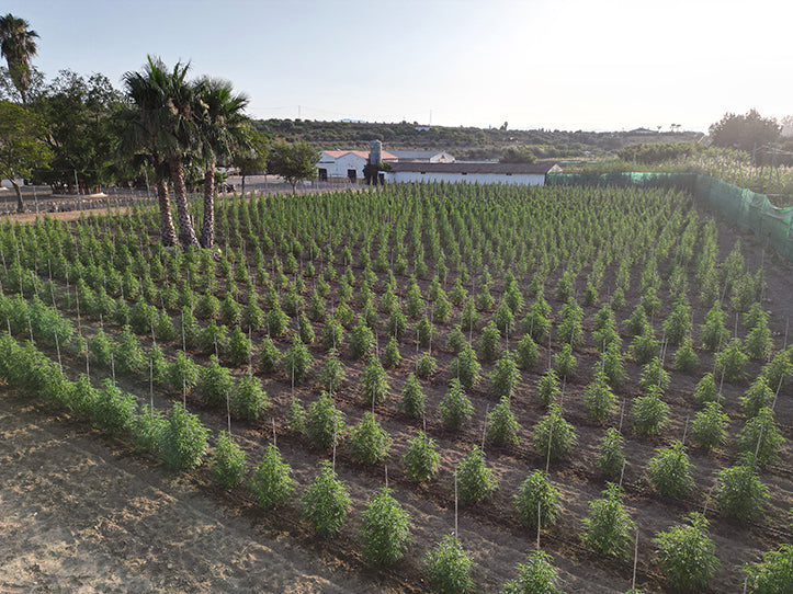 Waarom CBD Spain dé nieuwe standaard zet in hoogwaardige CBD-extracten