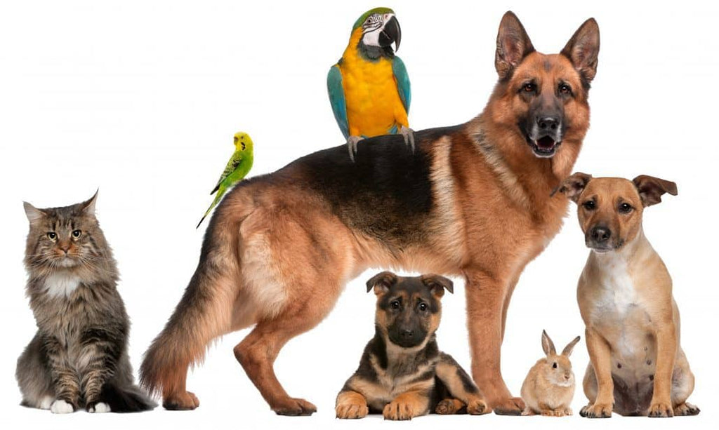 Full-Spectrum Cannabinoïden bij Dieren: Nieuwe Inzichten uit Onderzoek