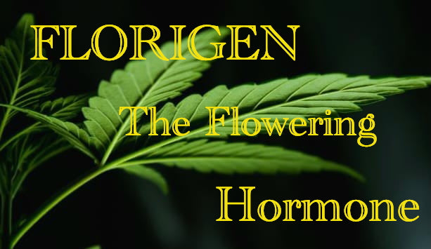 Wat Cannabis laat bloeien — De verborgen wetenschap achter groei en bloei