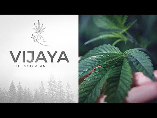 Vijaya: de Heilige Cannabisplant in Ayurveda en de Brug naar Moderne Wetenschap