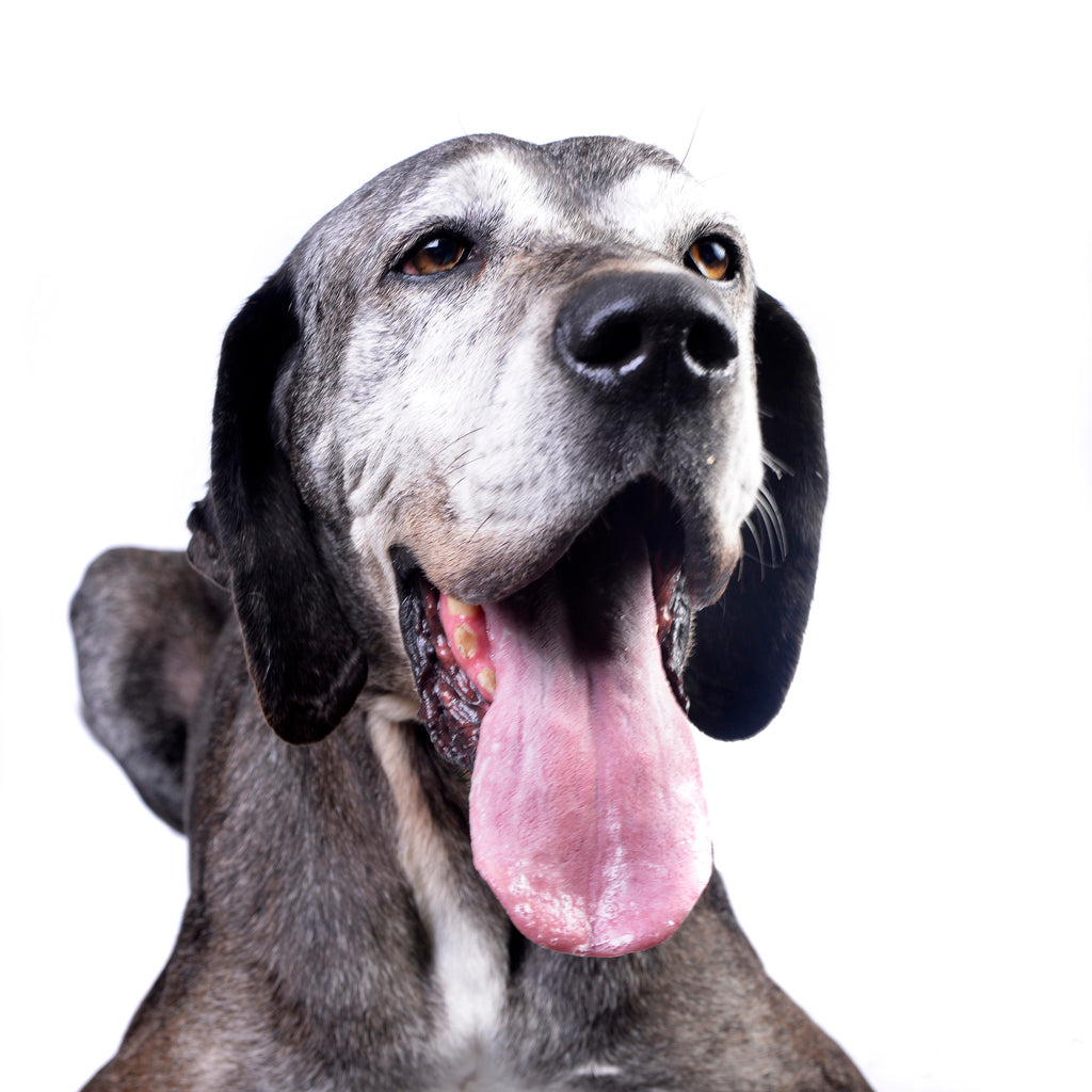 Natuurlijke ondersteuning bij hond Lake met pancreas problemen