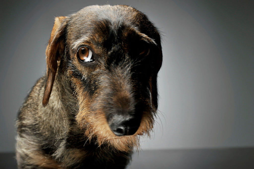 Angst bij honden – begrijpen, herkennen en ondersteunen op natuurlijke wijze