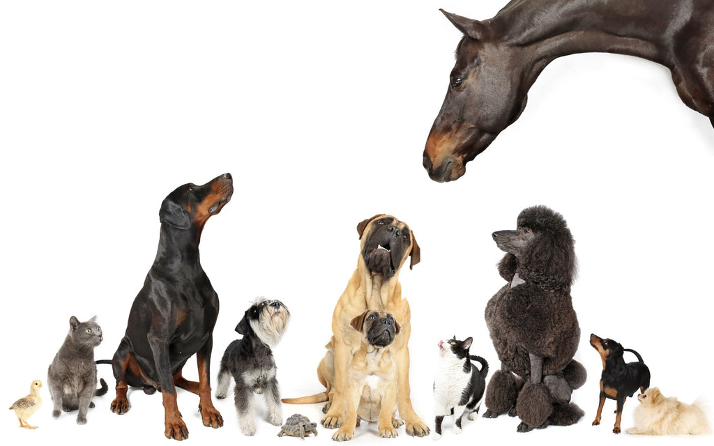 "De Unieke Werking van CBDa Dominante CBD Spain Olie voor Dieren"