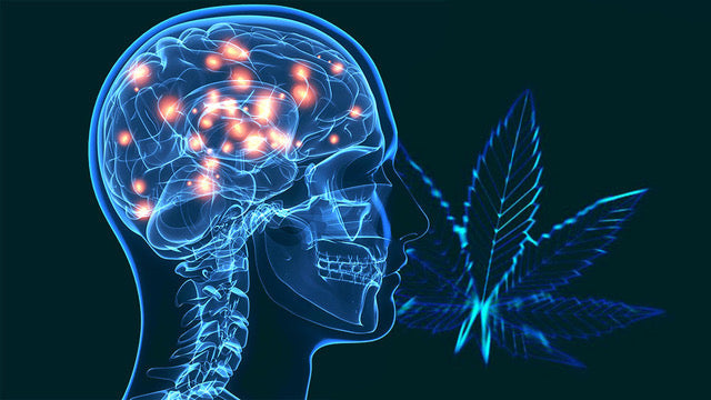 Full-Spectrum CBD en Geheugenherstel: Nieuwe inzichten uit de wetenschap