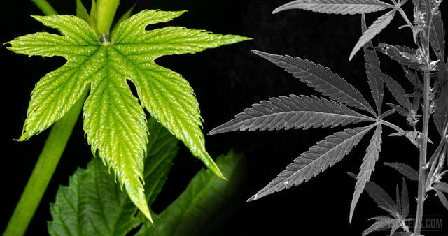 Stilbenen: De Verborgen Geneeskracht van het Cannabisblad